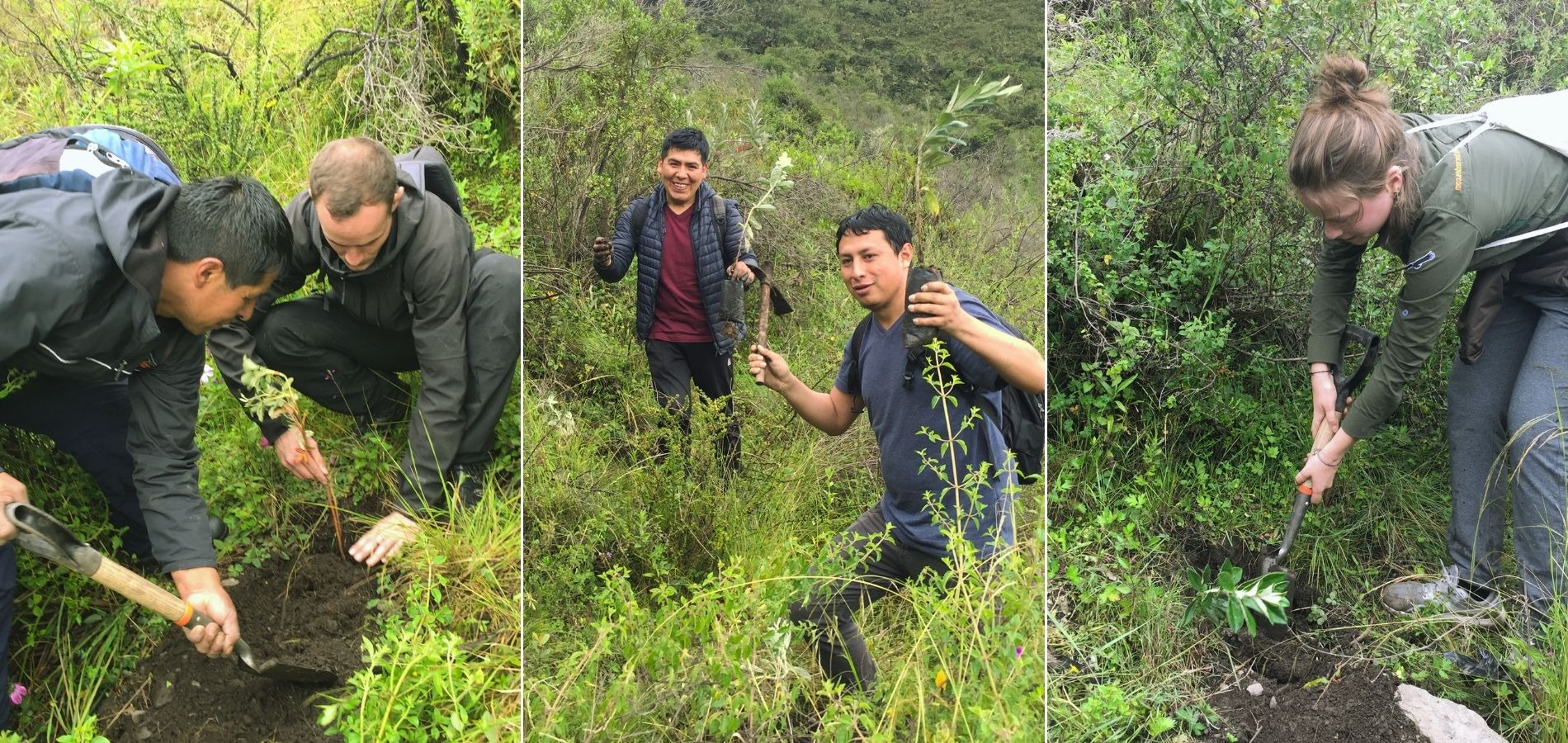 Grande Cruzada de Negócios Verdes: As agências de turismo realizarão um dia de plantio de árvores na província de Urubamba