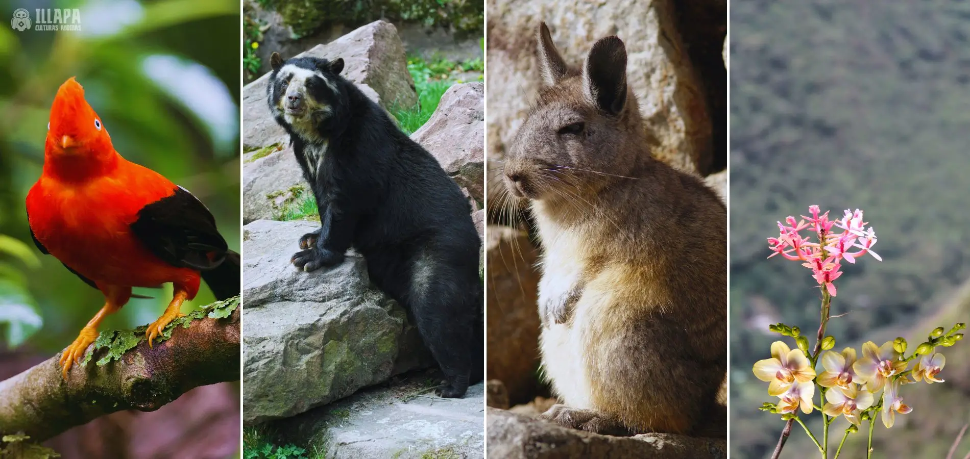 Flora and fauna of Machu Picchu