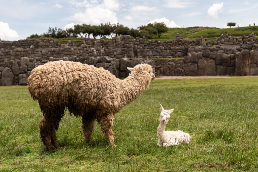 La Alpaca Peruana Historia Cultura Y Valor En El Per 