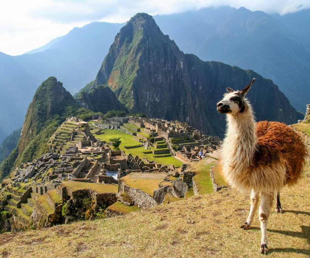 Llamas en Machu Picchu