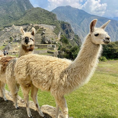 Llamas