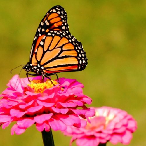 Mariposas