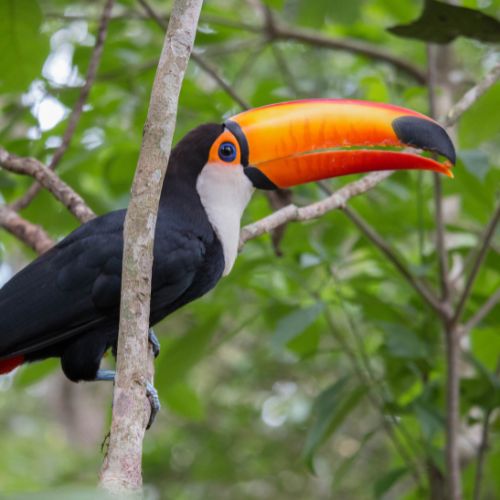TUCAN
