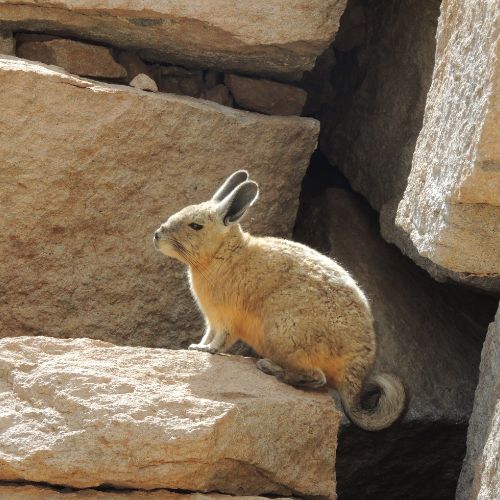 Vizcacha