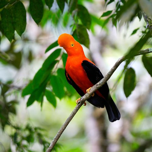 gallito de las rocas