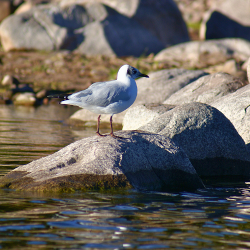 Aves en el Lago