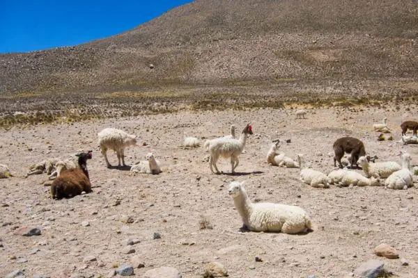 Fauna en patahuasi