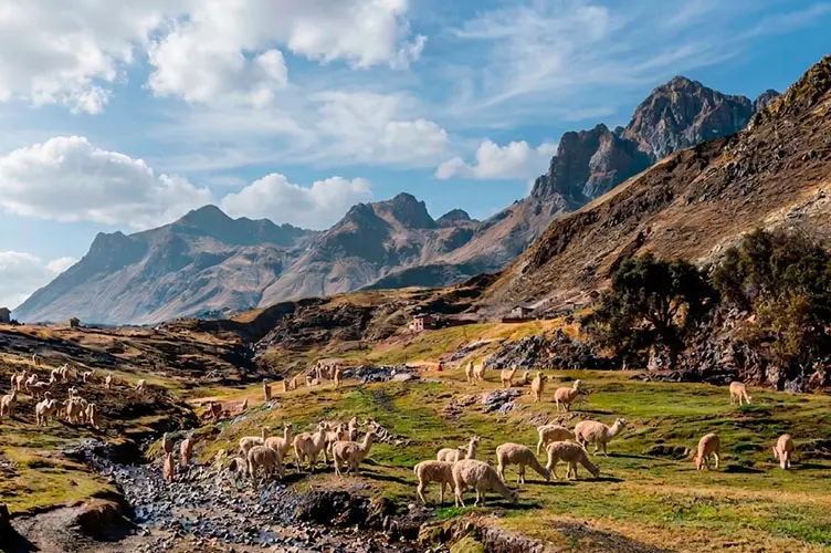 Herd of llamas