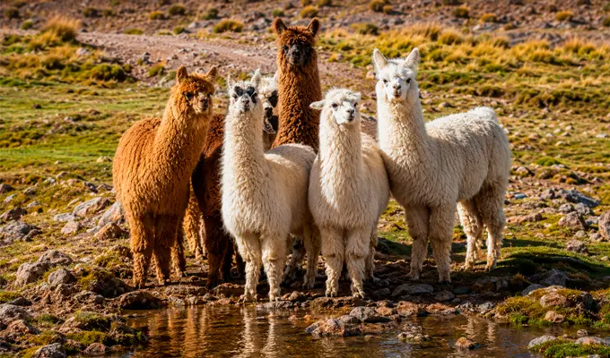 Llama, Alpaca, and Vicuña: Discover the Differences Between Peru's Most Iconic Camelids 6 alpacas