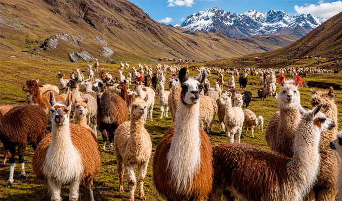 Llama, Alpaca, and Vicuña: Discover the Differences Between Peru's Most Iconic Camelids 4 grupo de alpacas
