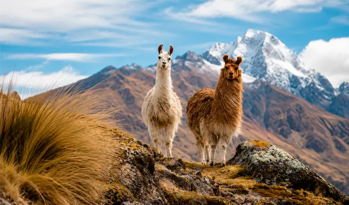 Llama, Alpaca, and Vicuña: Discover the Differences Between Peru's Most Iconic Camelids 2 llamas caminando