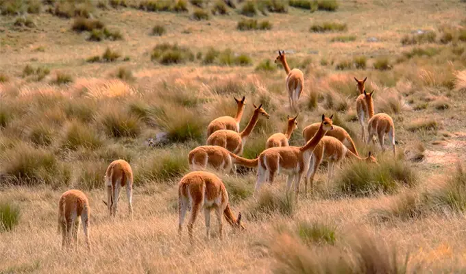Llama, Alpaca, and Vicuña: Discover the Differences Between Peru's Most Iconic Camelids 5 pampas galeras