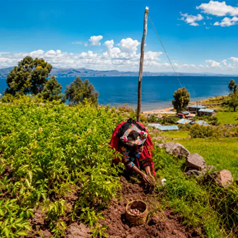 Península de Capachica: natureza, cultura viva e turismo de vivência no Lago Titicaca 2 senora trabajando en la chacra