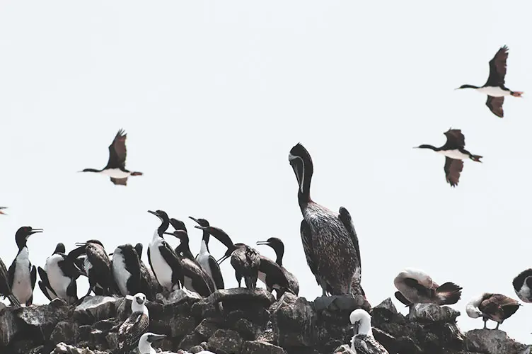 wildlife