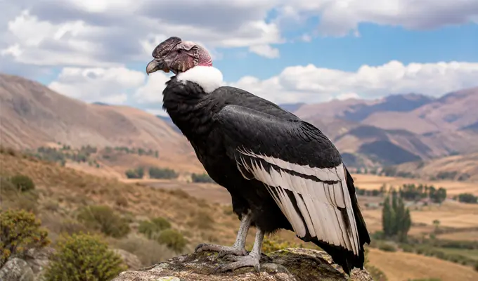 Andean Condor: The Sacred Bird of the Andes and a Symbol of Peru 2 condor en descanso