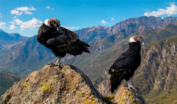 condor en la cumbre