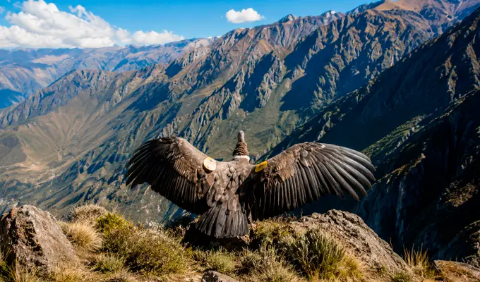 Andean Condor: The Sacred Bird of the Andes and a Symbol of Peru 3 condor mostrando sus alas