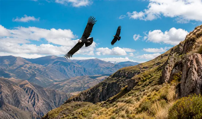 Andean Condor: The Sacred Bird of the Andes and a Symbol of Peru 1 condores volando